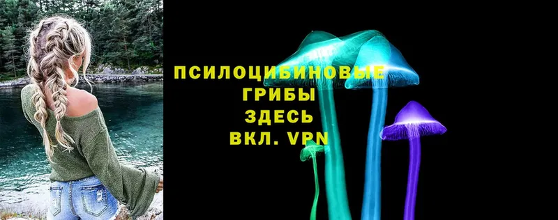 наркотики  Татарск  Псилоцибиновые грибы Psilocybe 